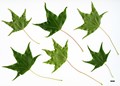 SpeciesSub: var. sinicum SpeciesSub: var. sinicum